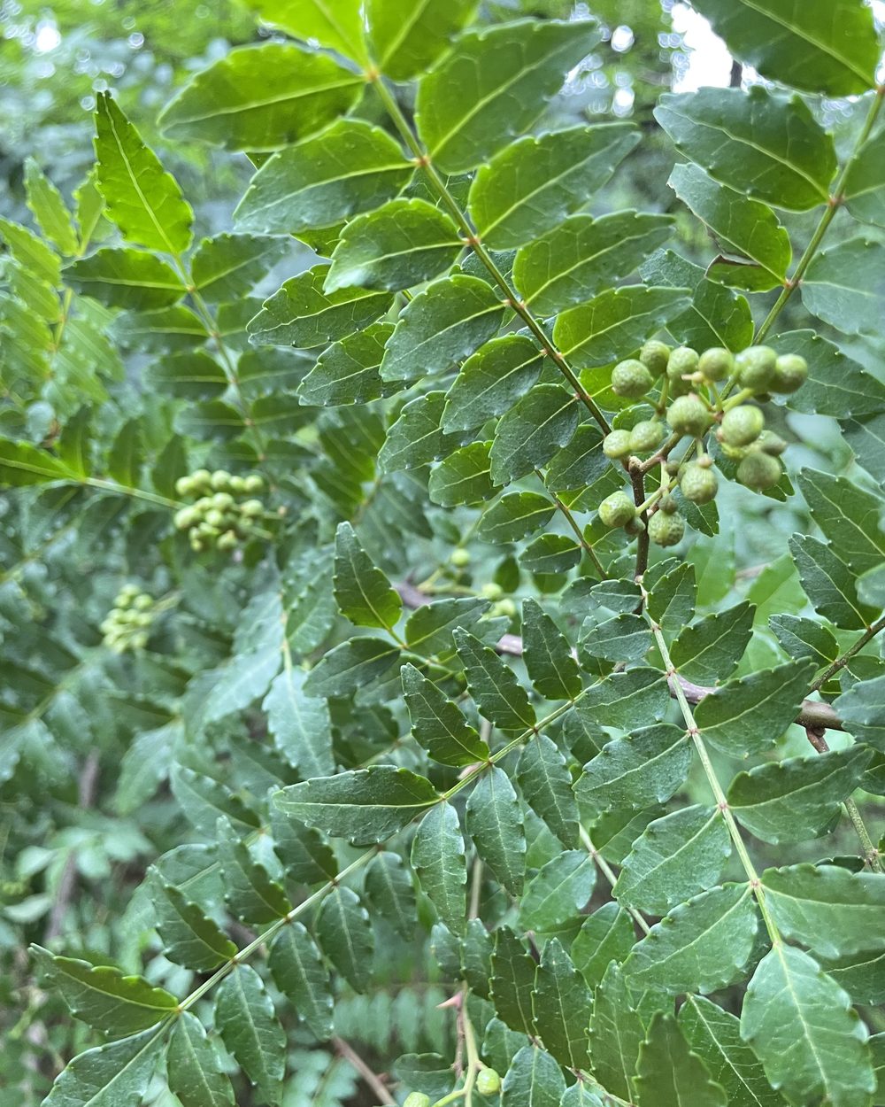 木立のなかで葉を広げる木と、枝についた青い実