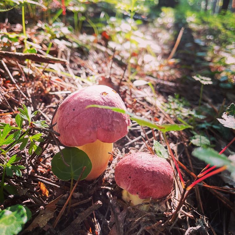 朽木に群生した天然きのこ