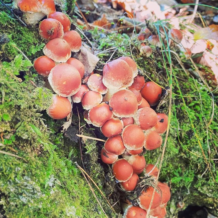苔むした森の斜面