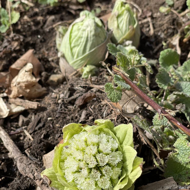 雪解けの斜面に出た山菜