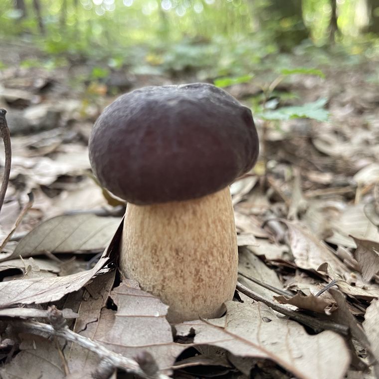 森の地面に生えた天然きのこ