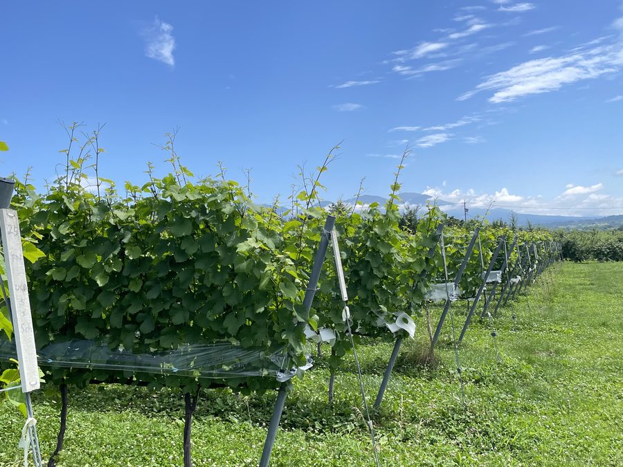 軽井沢周辺の畑。高原野菜が育つ土地