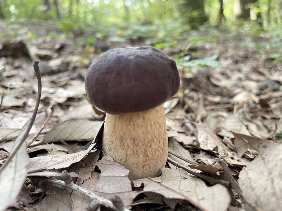 落ち葉の中から現れた秋の天然きのこ