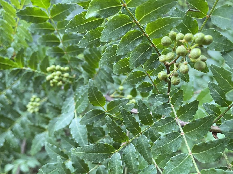 山椒の若葉。香りづけに使う森の植物
