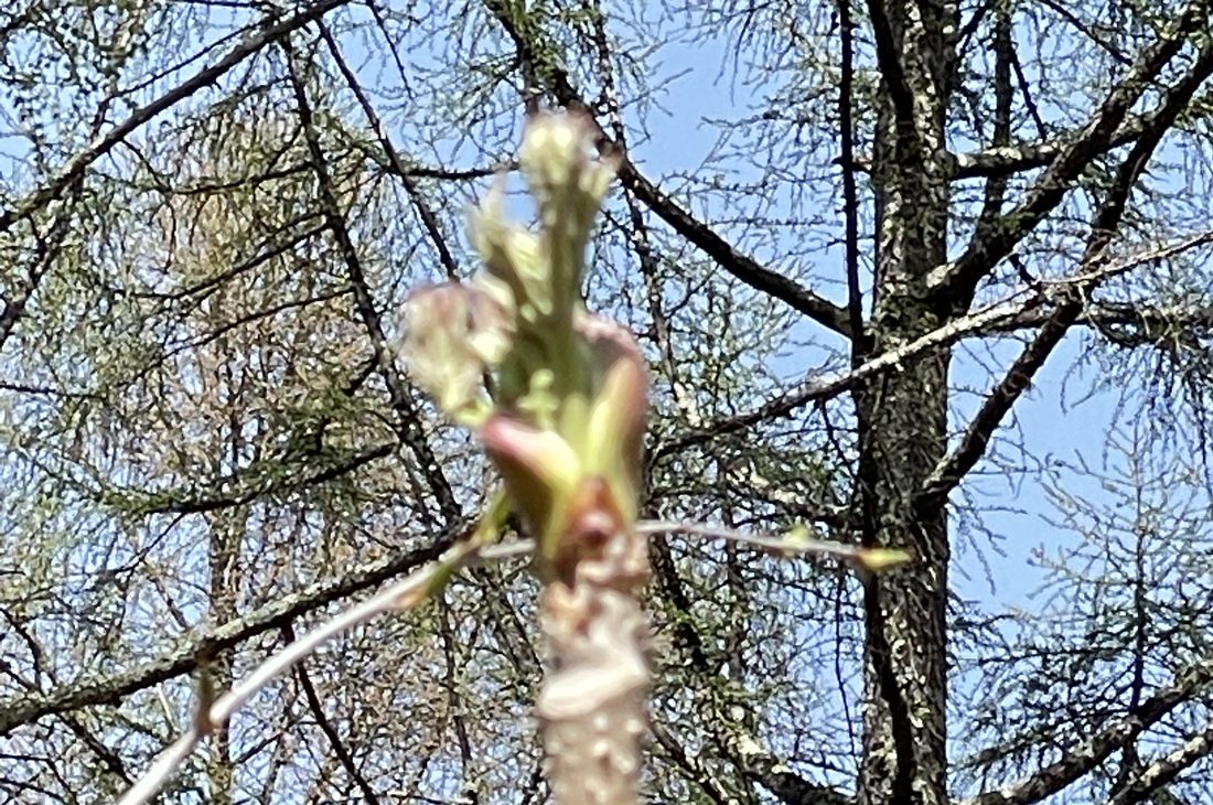 新緑の季節の森