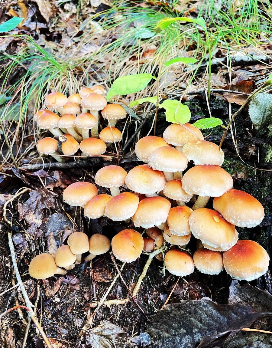 梅雨から夏にかけて森に生える夏きのこ
